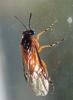 Athalia ancilla